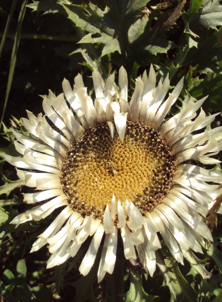 Image of Carlina acaulis specimen.