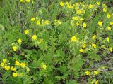 Potentilla acervata