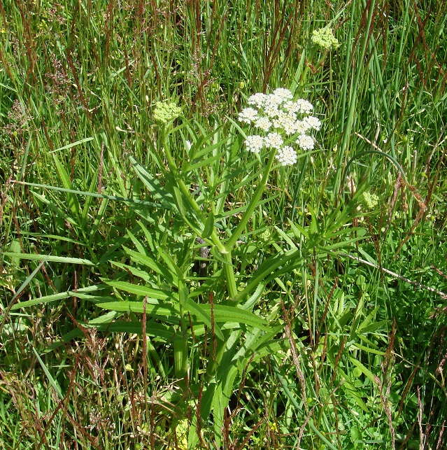 Image of Sium suave specimen.