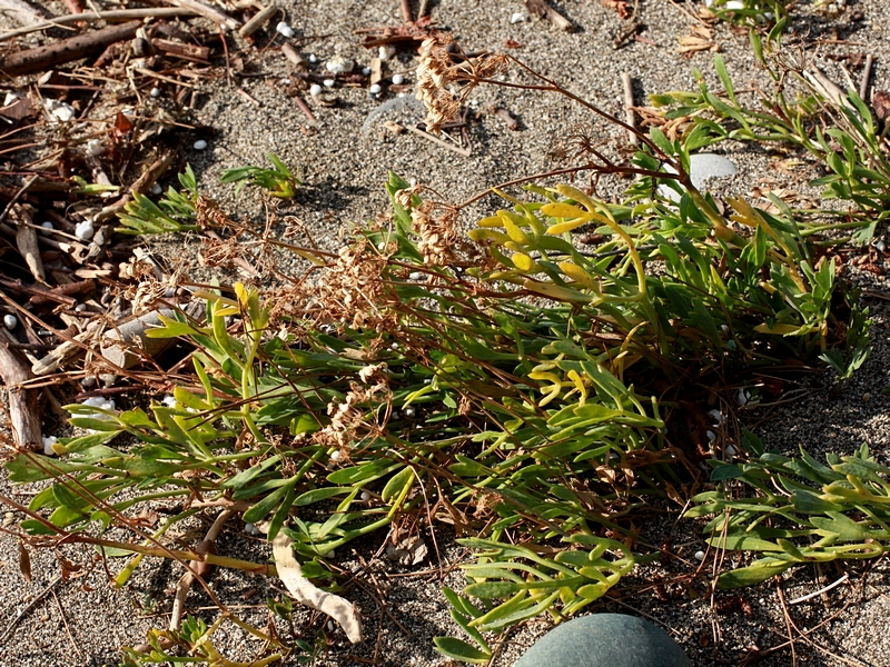 Image of Crithmum maritimum specimen.