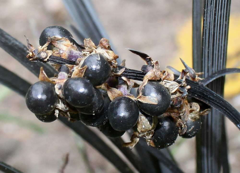 Изображение особи Ophiopogon planiscapus.