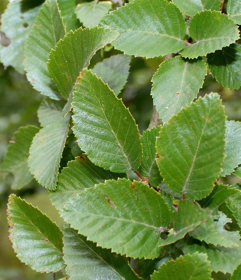 Image of Carpinus turczaninowii specimen.