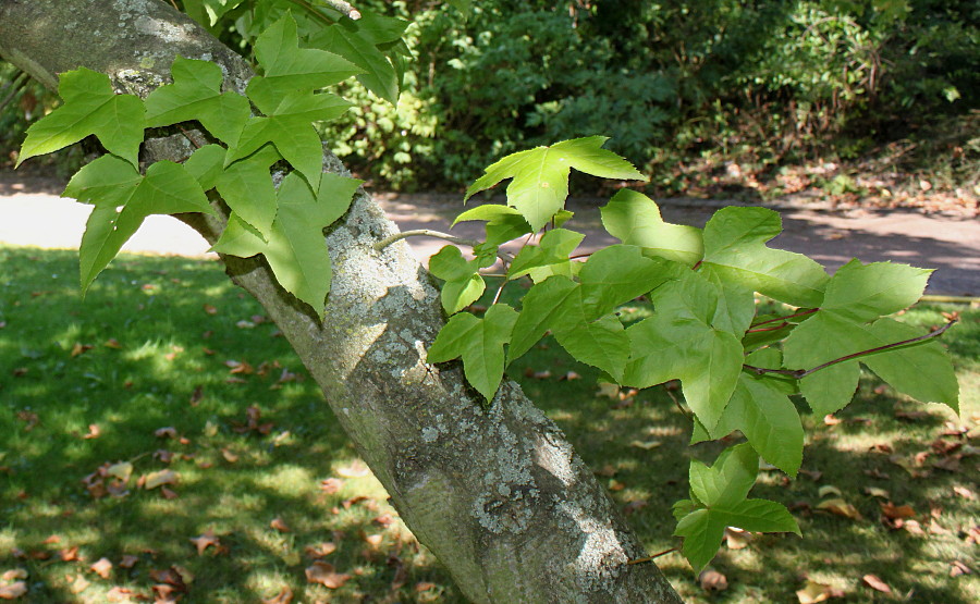 Image of Liquidambar formosana specimen.
