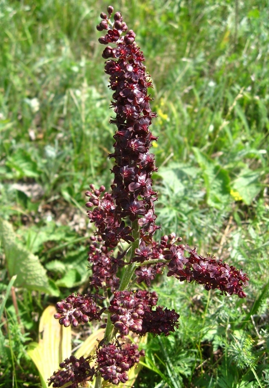 Изображение особи Veratrum nigrum.