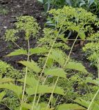 Patrinia gibbosa