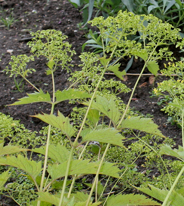 Изображение особи Patrinia gibbosa.