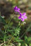 Geranium palustre