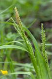 Carex sylvatica