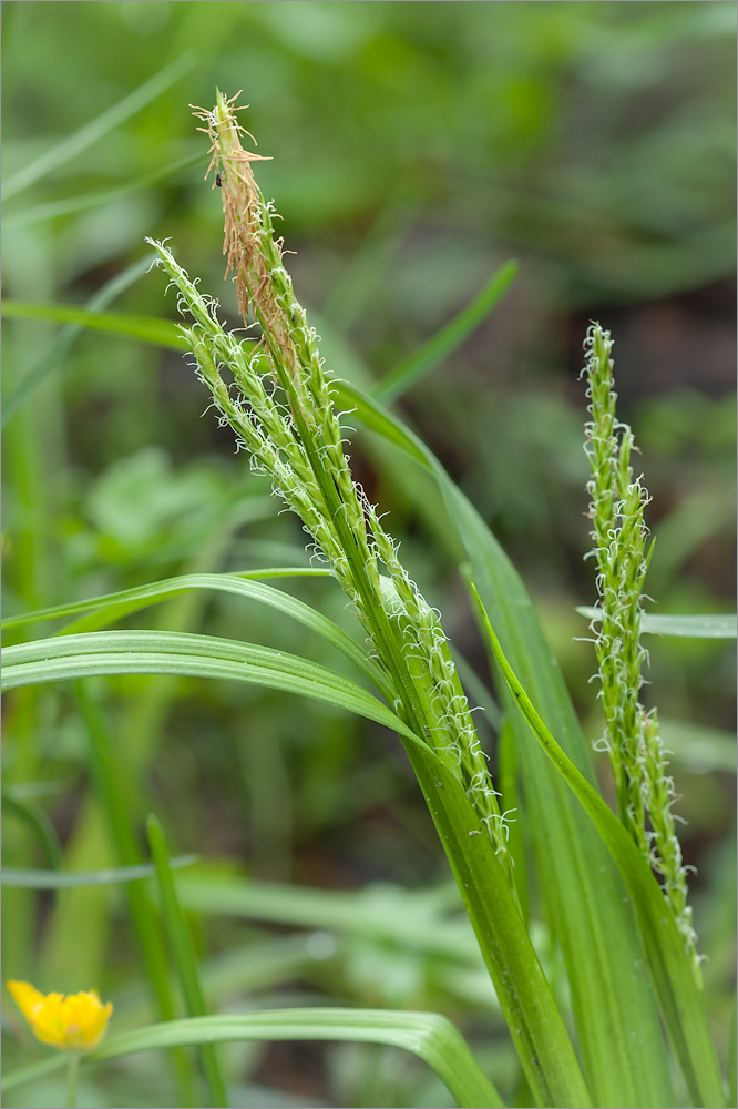 Изображение особи Carex sylvatica.