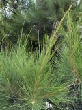 Casuarina equisetifolia. Верхушка ветви. Турция, пров. Анталья, р-н Кемер, пос. Кириш, в озеленении улицы. 11 сентября 2009 г.