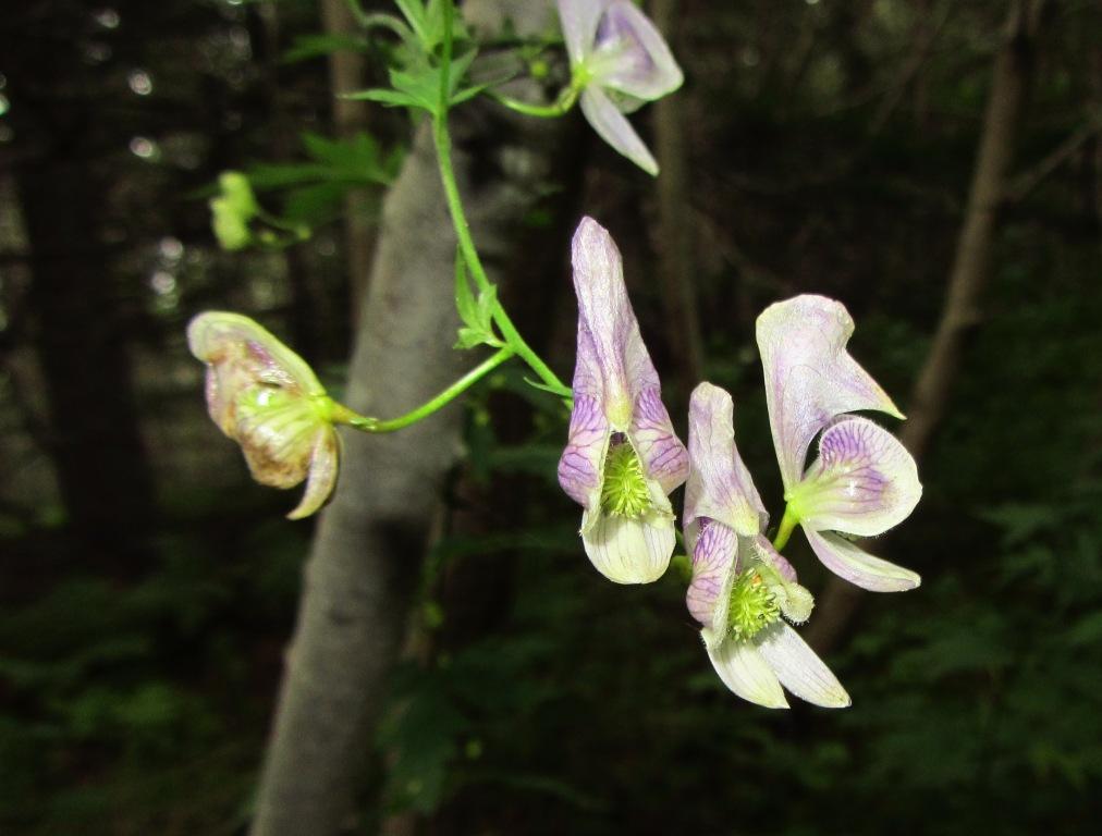 Изображение особи Aconitum sczukinii.