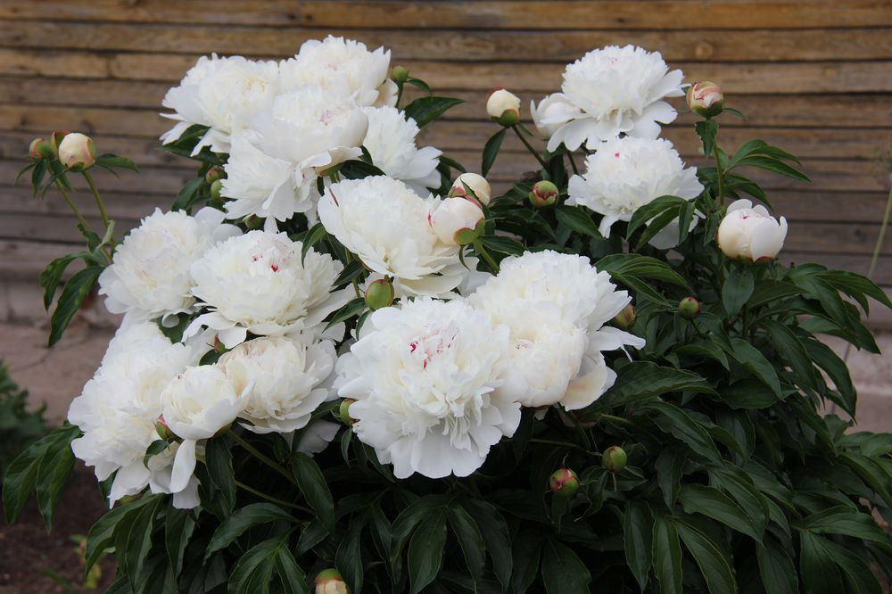Изображение особи Paeonia lactiflora.
