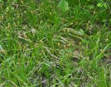 Carex michelii. Цветущие растения. Нагорный Карабах, окр. г. Шуши, Унотское ущелье. 05.05.2013.