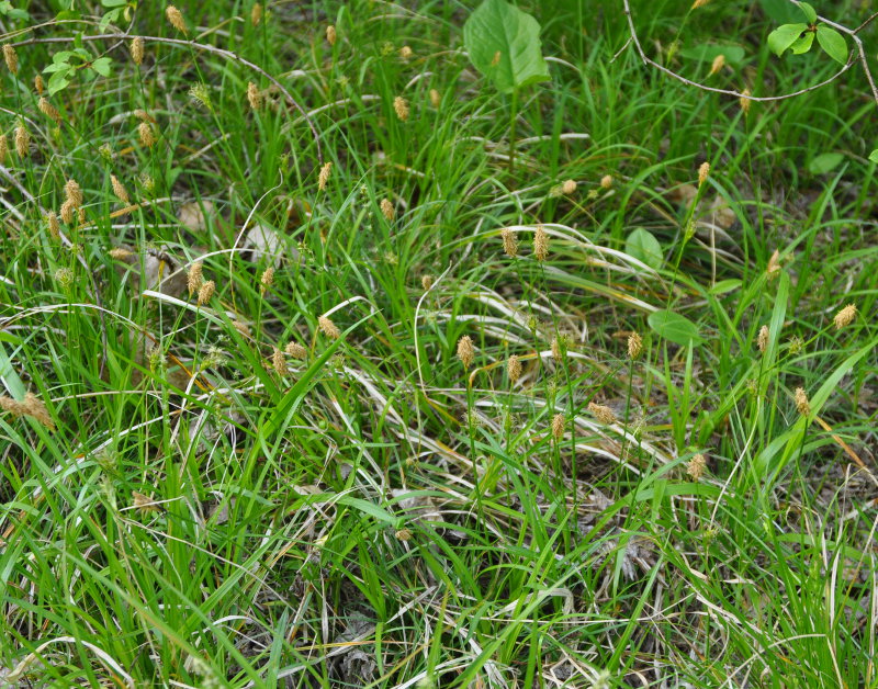 Image of Carex michelii specimen.