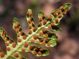 Polypodium sibiricum. Верхушка вайи с сорусами (вид снизу). Хабаровский край, Ванинский р-н, окр. пос. Высокогорный. 20.05.2013.