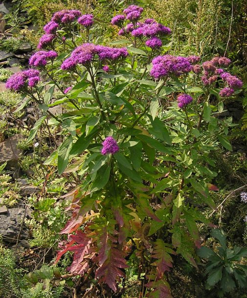 Image of Saussurea pulchella specimen.