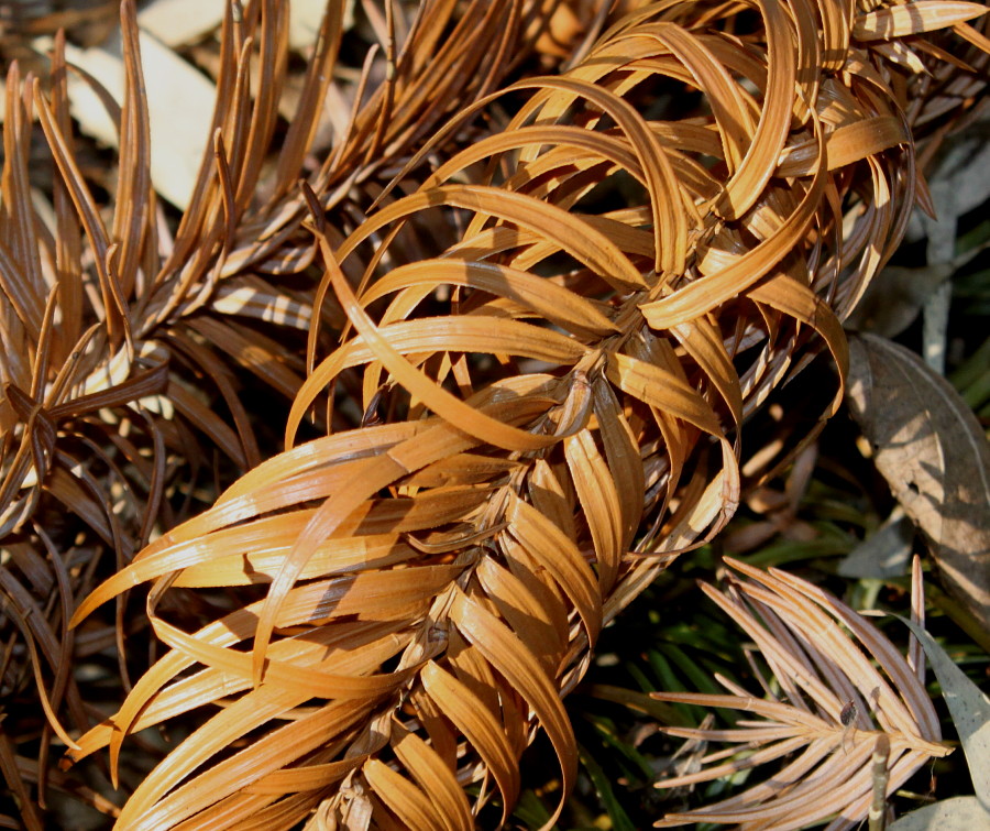 Изображение особи Cunninghamia lanceolata.
