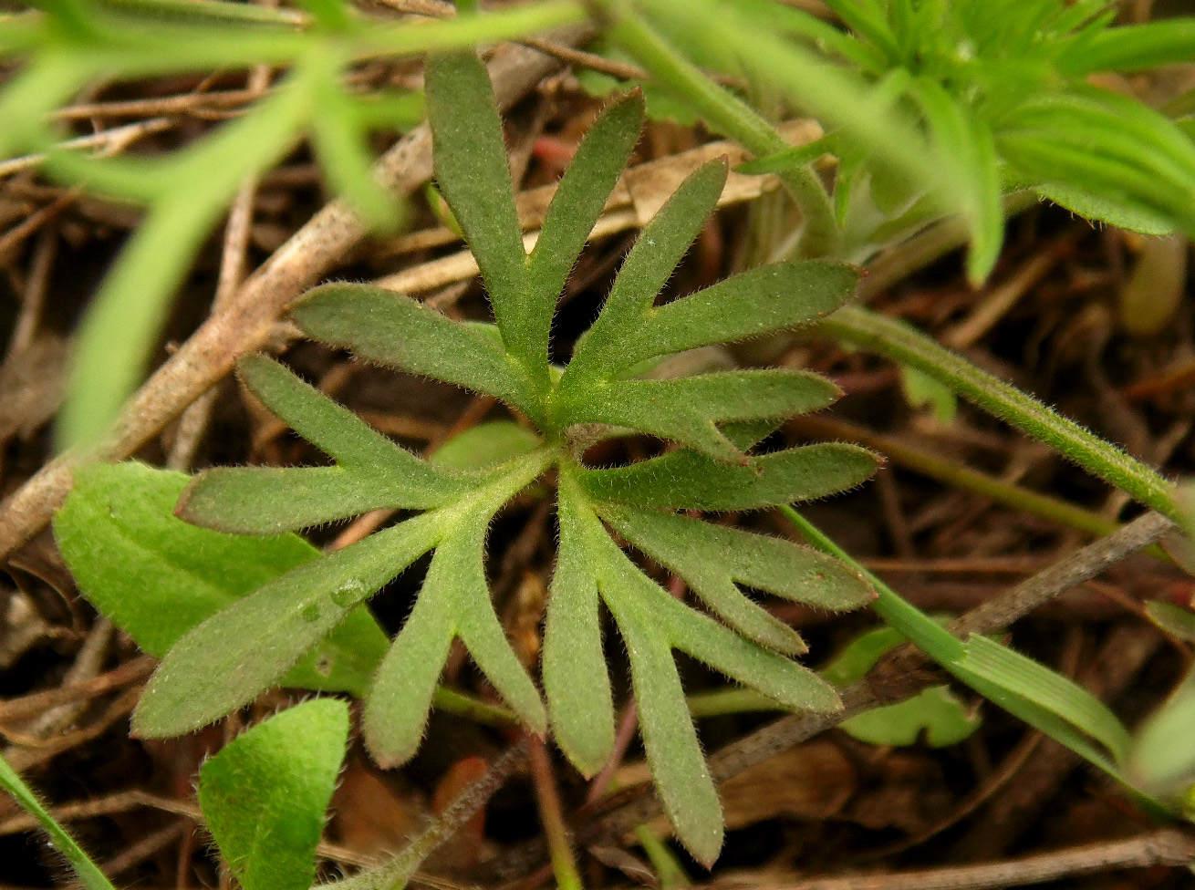 Image of Delphinium consolida specimen.