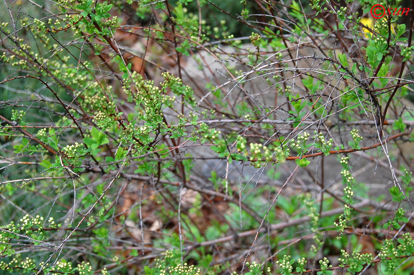 Image of Spiraea lanceolata specimen.