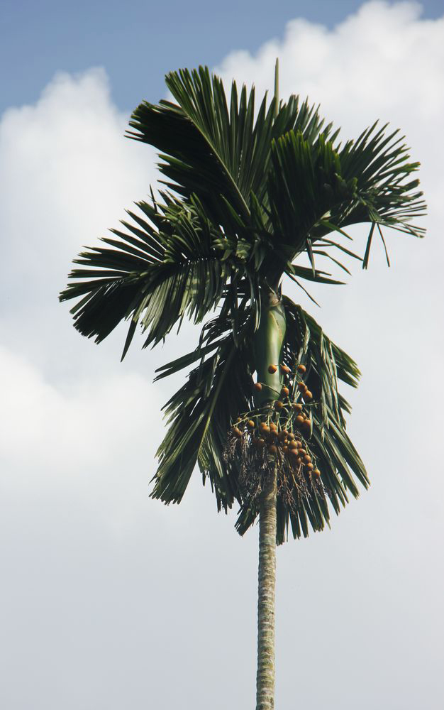 Image of Areca catechu specimen.