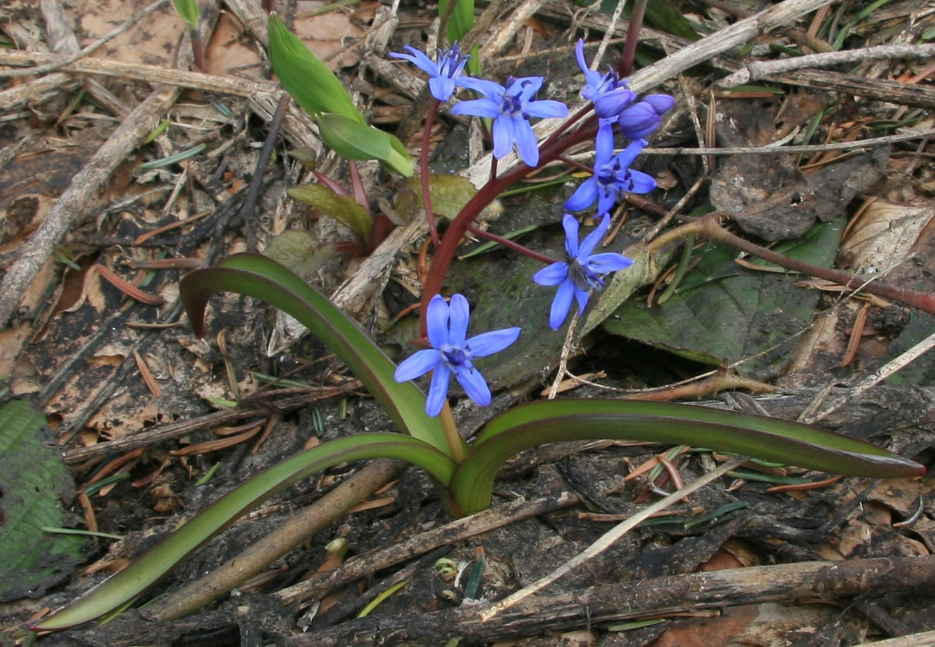 Изображение особи Scilla bifolia.