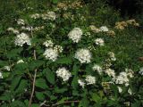 Spiraea chamaedryfolia