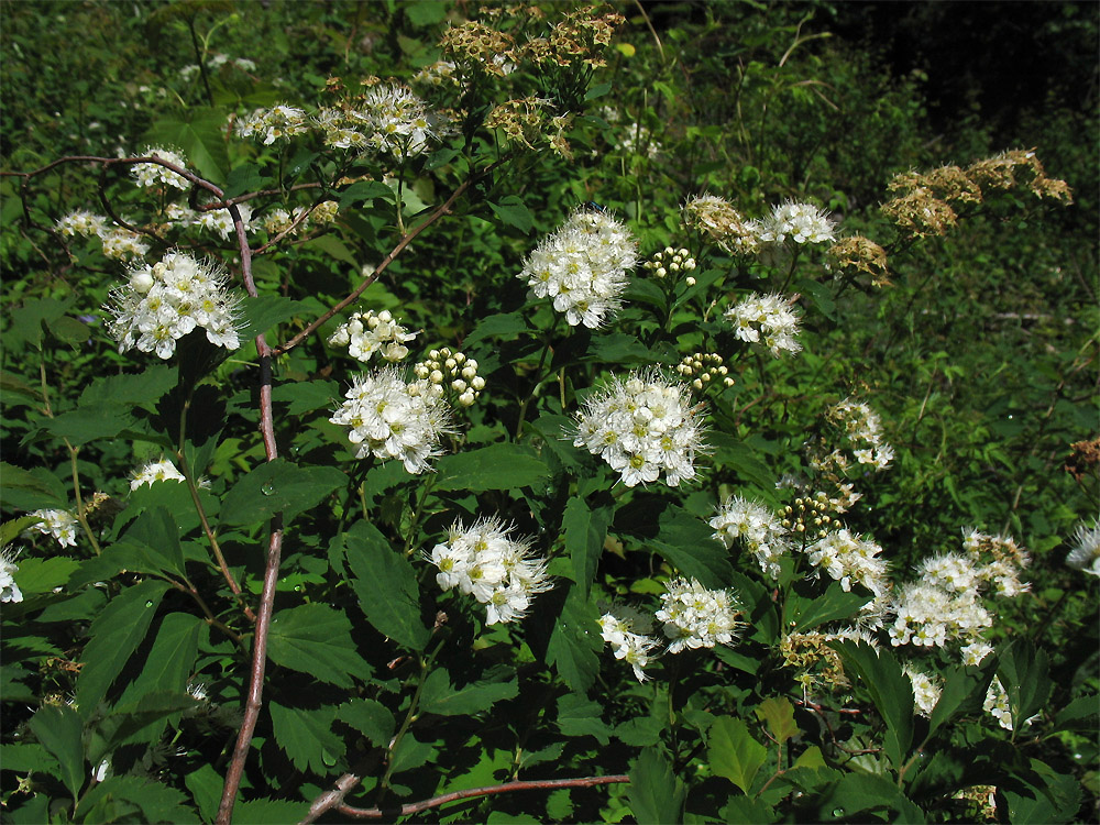 Image of Spiraea chamaedryfolia specimen.