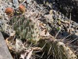 genus Opuntia. Ветка с молодыми побегами. Германия, г. Дюссельдорф, Ботанический сад университета. 04.05.2014.