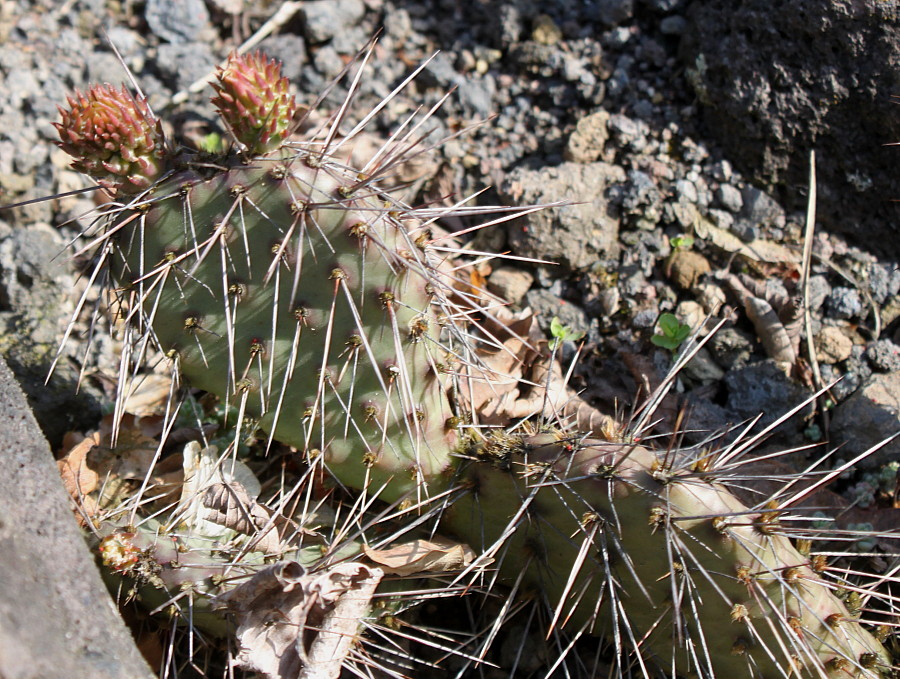 Image of genus Opuntia specimen.