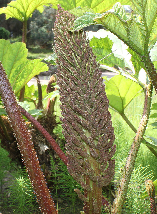 Image of Gunnera tinctoria specimen.