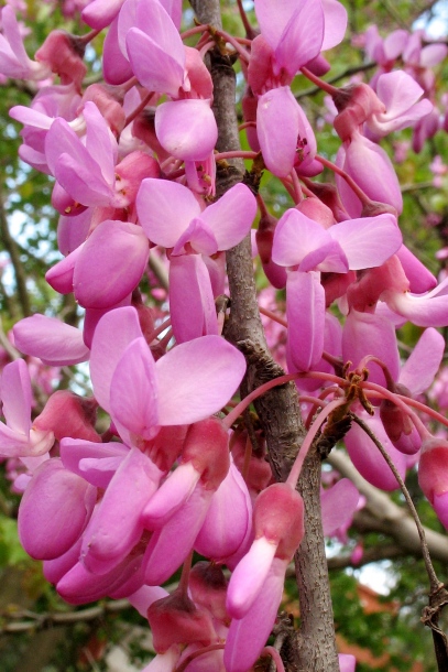 Изображение особи Cercis siliquastrum.