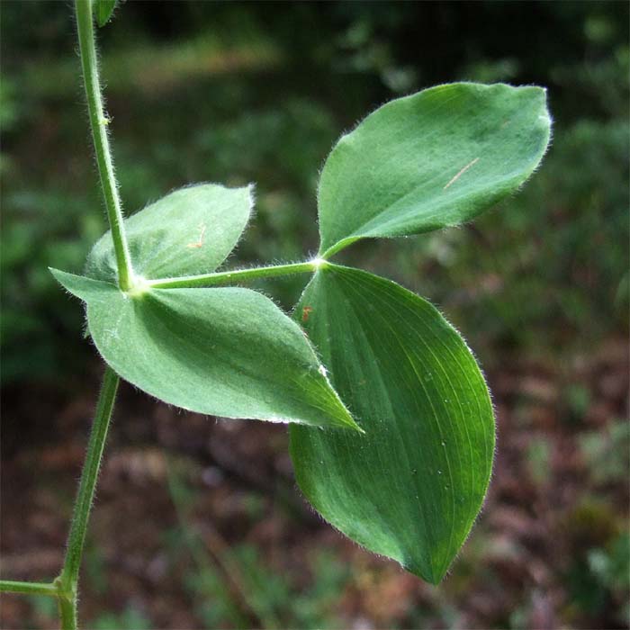 Image of Lathyrus laxiflorus specimen.