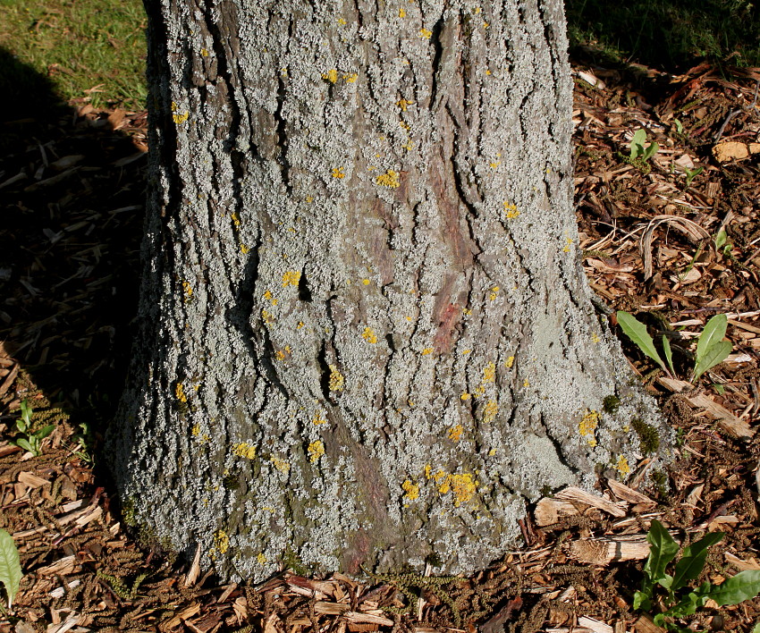 Image of Carya ovata specimen.