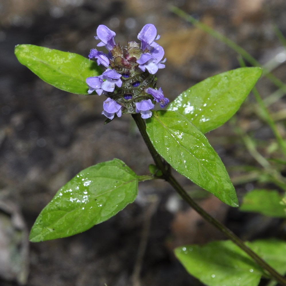 Image of Prunella vulgaris specimen.