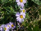 Symphyotrichum novi-belgii