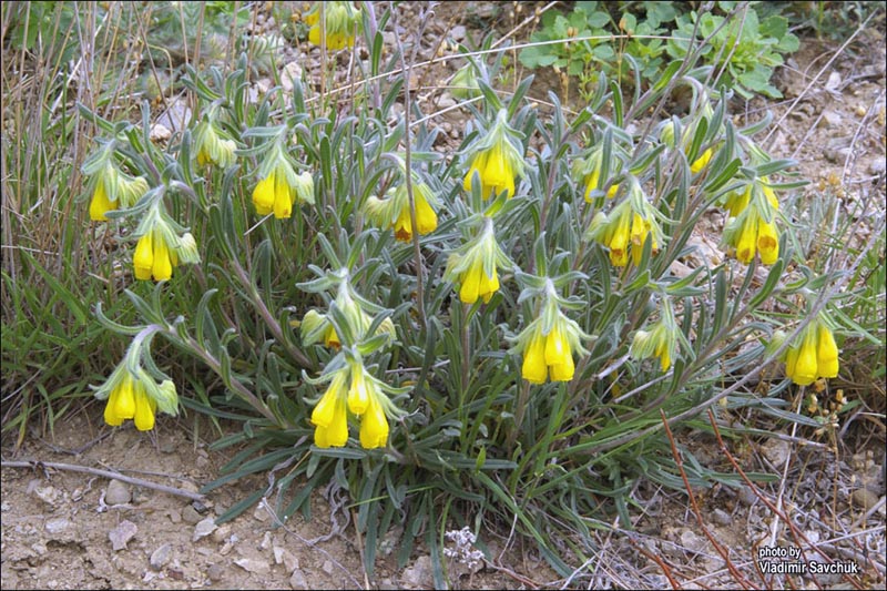 Image of Onosma taurica specimen.