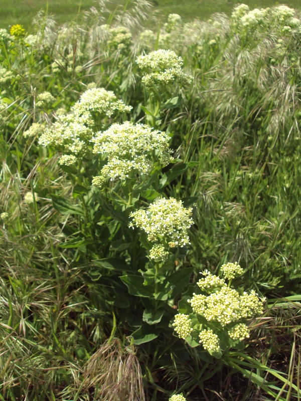 Изображение особи Cardaria draba.