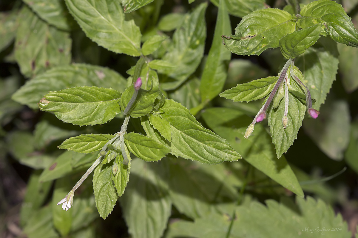 Изображение особи род Epilobium.