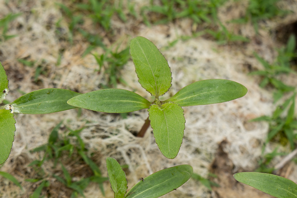 Image of genus Xanthium specimen.