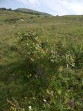 Rosa oplisthes