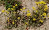 Sedum reflexum