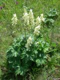 Aconitum lasiostomum. Цветущее растение. Крымский природный заповедник, Бабуган-Яйла. 19.07.2009.