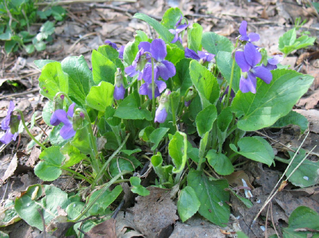 Image of Viola hirta specimen.