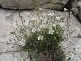 Minuartia kryloviana