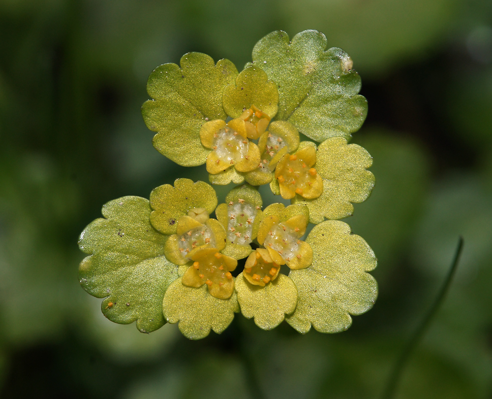 Изображение особи Chrysosplenium alternifolium.