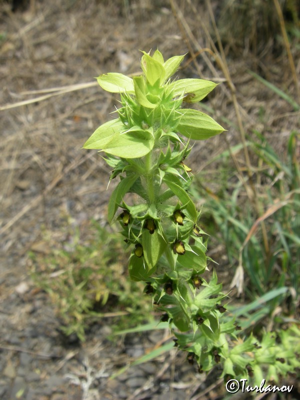 Image of Sideritis montana specimen.