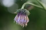Cirsium kamtschaticum