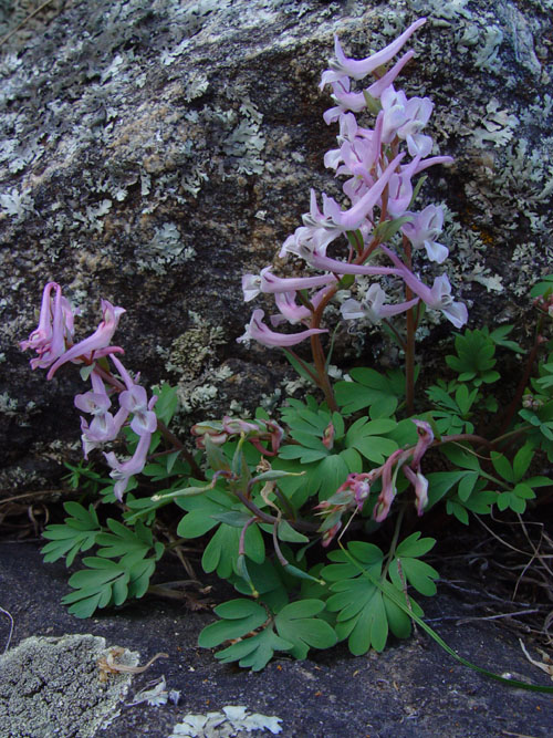 Image of Corydalis glaucescens specimen.