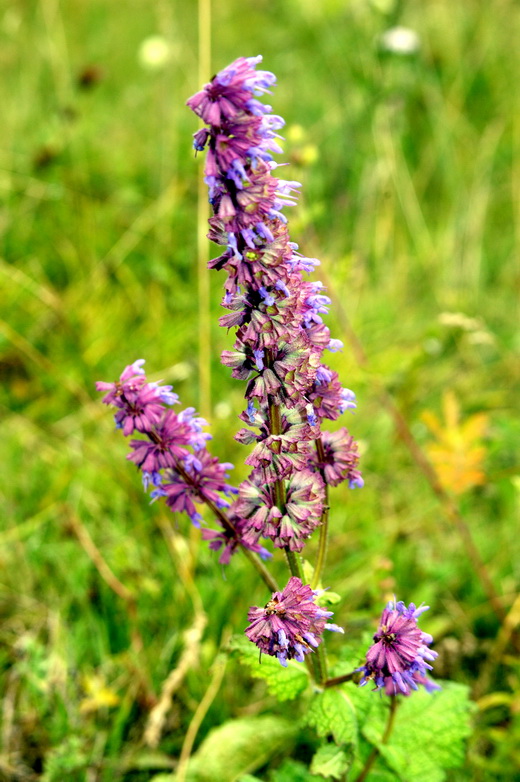 Изображение особи Salvia verticillata.