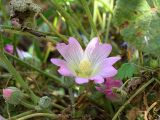 Alcea acaulis